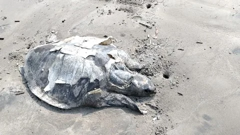 Dead sea turtle on the beach 4K HD Video -Dead  Sea Turtle lies dead on a beach Stock Footage 329288130