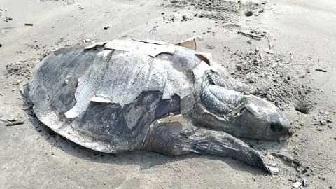 Dead sea turtle on the beach 4K HD Video -Dead  Sea Turtle lies dead on a beach 库存影片 329288140