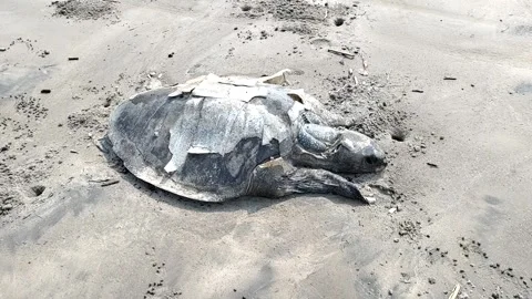 Dead sea turtle on the beach 4K HD Video -Dead  Sea Turtle lies dead on a beach Stock Footage 329288171
