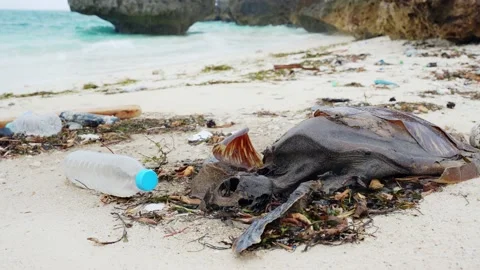 Dead sea turtle on the beach. Concept of the problem of ocean pollution caused b Vidéo 156505578