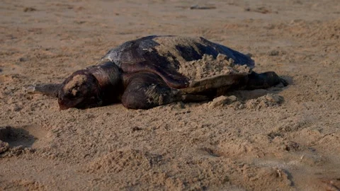 Dead sea turtle on the beach. Panning 4K 库存影片 325787018