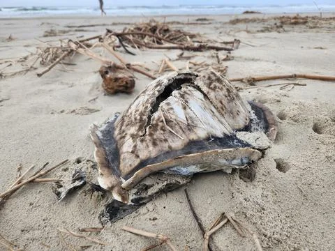 Dead Sea Turtle on the Beach Stock Photos