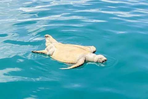 Dead Sea Turtle Floating in the Ocean near Semporna Stock Photos