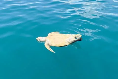 Dead Sea Turtle Floating in the Ocean near Semporna Stock Photos