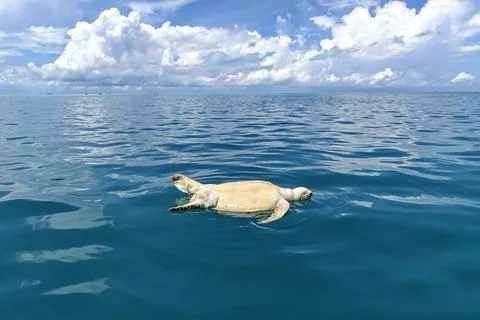 Dead Sea Turtle Floating in the Ocean near Semporna Stock Photos
