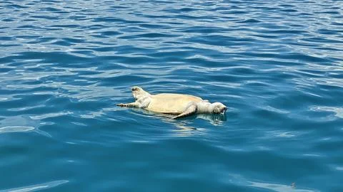 Dead Sea Turtle Floating in the Ocean near Semporna Foto stock