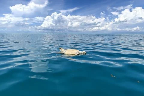 Dead Sea Turtle Floating in the Ocean near Semporna Foto stock