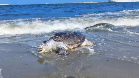 Dead Sea Turtle  Stock Footage 245324296