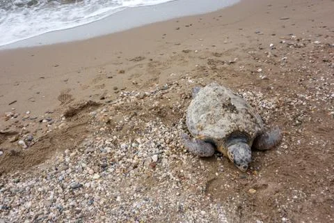 Dead sea turtle Stock Photos