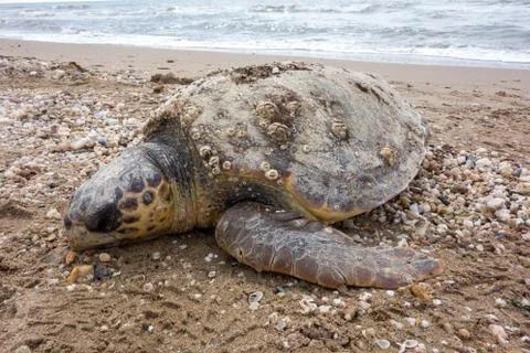 Dead sea turtle Stock Photos
