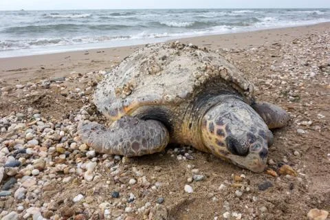 Dead sea turtle Stock Photos