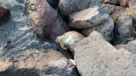 Dead Sea Turtle on the Rocks Stock Footage 301606176