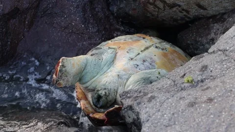 Dead Sea Turtle on Rocks Stock Footage 314239127