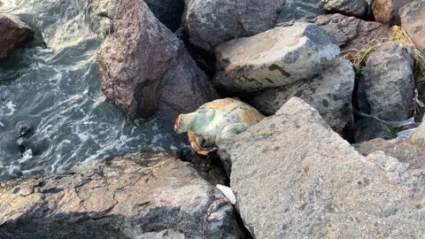 Dead Sea Turtle on the Rocks with Slow-Motion Waves Stock Footage 301606221