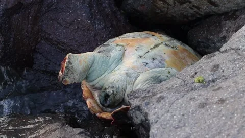 Dead Sea Turtle on Rocks (Slow Motion) Stock Footage 314239151