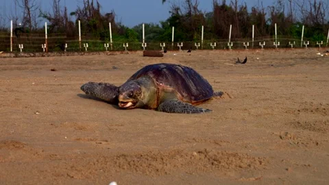 Dead sea turtle on the shore. Indian ocean. Panning 4K Stock Footage 325787029