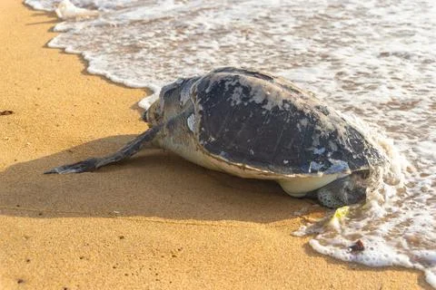 A dead sea turtle washed up on a beach as waves crash against its shell Stock Photos