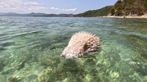 Dead sea urchin floating in clear water under bright sun on Philippine island Stock Footage 339975200
