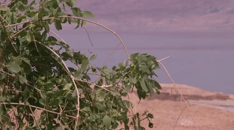 Dead sea view Stock Footage 45621707