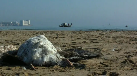 Dead seagull on the beach 库存影片 356247