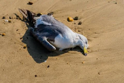 Dead seagull on beach Stock Photos
