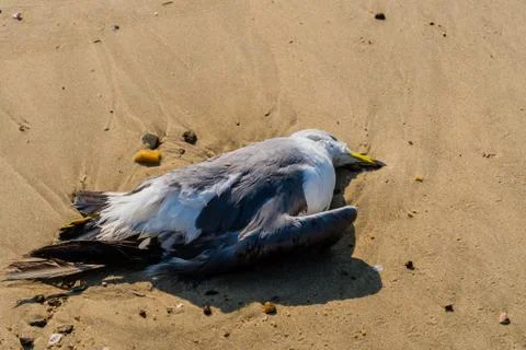 Dead seagull on beach Stock Photos