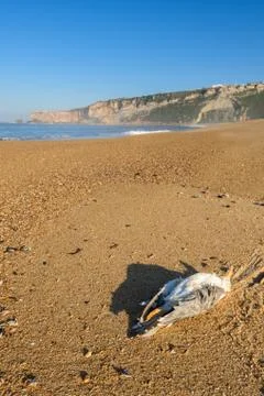 A dead seagull on the beach Stock Photos