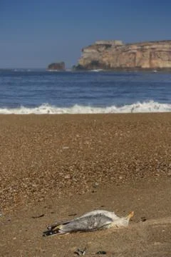 A dead seagull on the beach Stock Photos