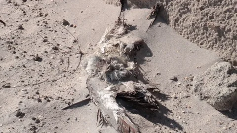Dead Seagull on the Beach in the Sand Close Up Overhead Angle Full HD Stock Footage 77917202