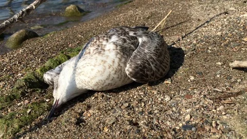 Dead Seagull on Beach in Sun 스톡 동영상 78518553