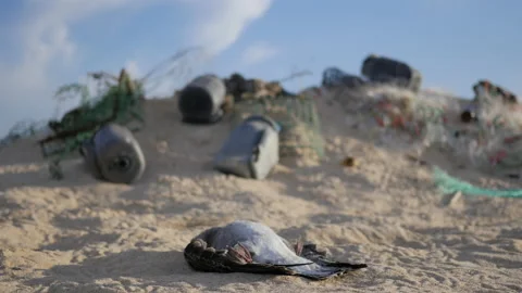 Dead Seagull Bird Body with Plastic Waste on Background, 4k Stock Footage 201128961