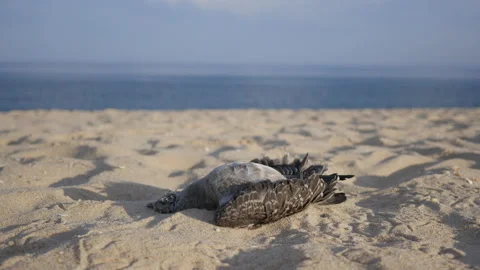 Dead Seagull Bird on Ocean Sandy Beach, Nature Pollution, 4k Stock Footage 201129157