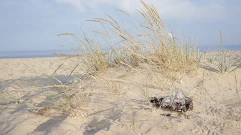 Dead Seagull Body in Grass on Sandy Ocean Beach, Polluted Nature, 4k Stock Footage 201129352