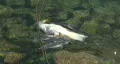 Dead seagull floating  HD Footage