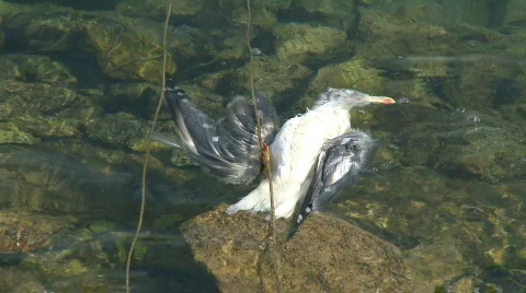 Dead seagull floating in the sea Stock Footage 440904