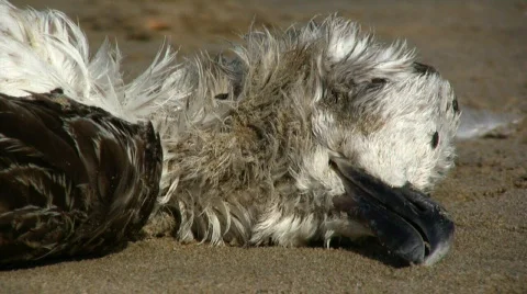 Dead seagull 库存影片 355595