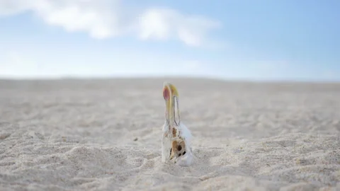 Dead Seagull Head on Sandy Beach, Climate Change and Ecological Problems, 4k Stock Footage 201126599