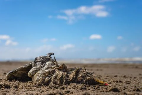 A dead seagull laying on a sandy beach Stock Photos