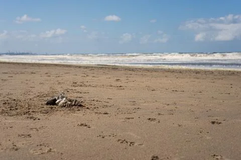 A dead seagull laying on a sandy beach Stock Photos