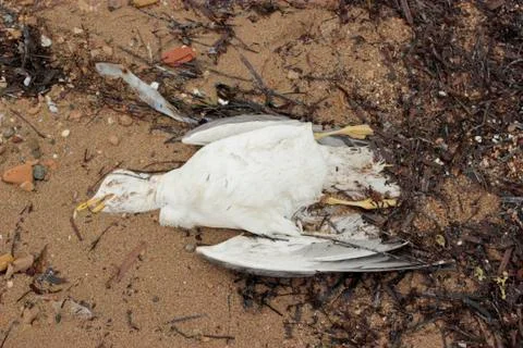 Dead seagull Stock Photos