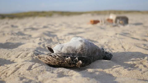 Dead Seagull on the Plastic Waste Backgr... | Stock Video | Pond5