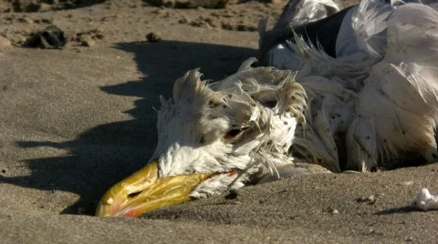 Dead seagull on the sand 库存影片 350945
