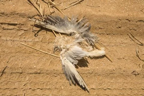 Dead Seagull on the sand,stuffed Seagull on the ground Stock Photos