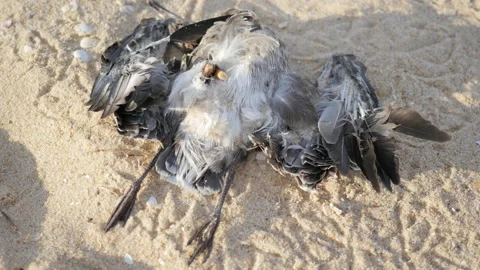 Dead Seagull on Sandy Beach and Cigarretes, Polluted Environment and Trash, 4k Stock Footage 201128503