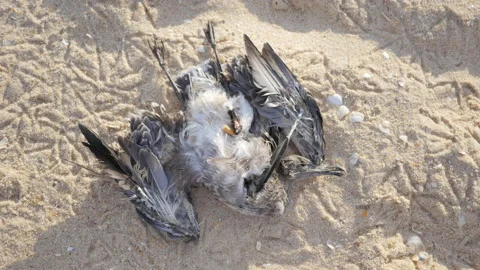 Dead Seagull on Sandy Beach with Cigarettes in Body, Environment Pollution, 4k Stock Footage 201128748