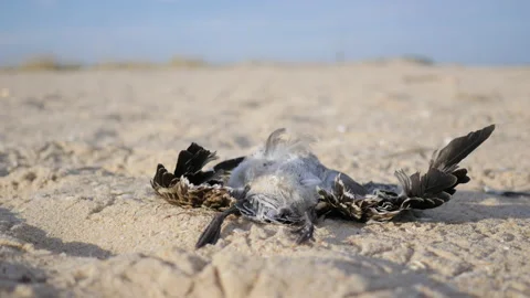 Dead Seagull on Sandy Beach due to Ecological Disaster or Bird Flu Stock-Footage 201128474