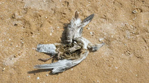 Dead seagull on the sandy beach. Stockbeeldmateriaal 99142134