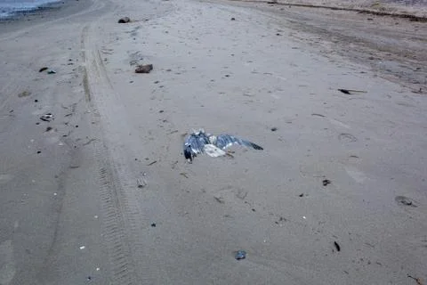 Dead seagull on a sandy beach. Stock Photos