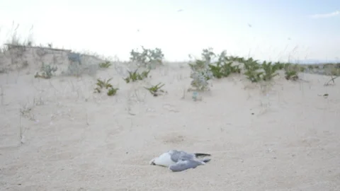 Dead Seagull on Sandy Beach, Polluted Environment, 4K Stock Footage 201123504