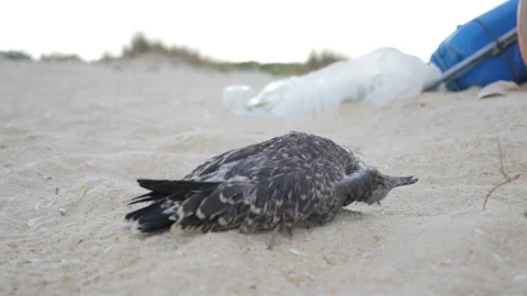 Dead Seagull on Sandy Beach, Polluted Environment with Plastic on Background, 4k Stock Footage 201124047